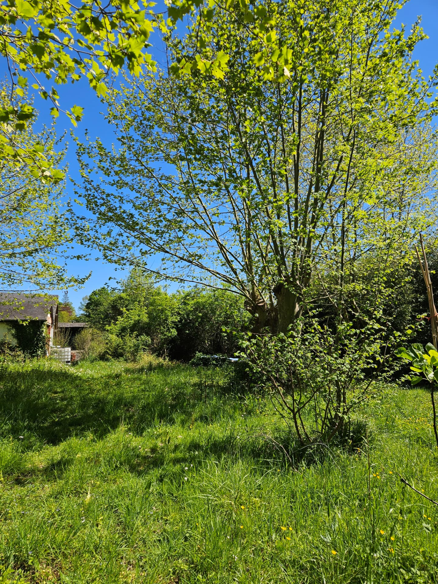 Un grand arbre au printemps dans la prairie du domaine