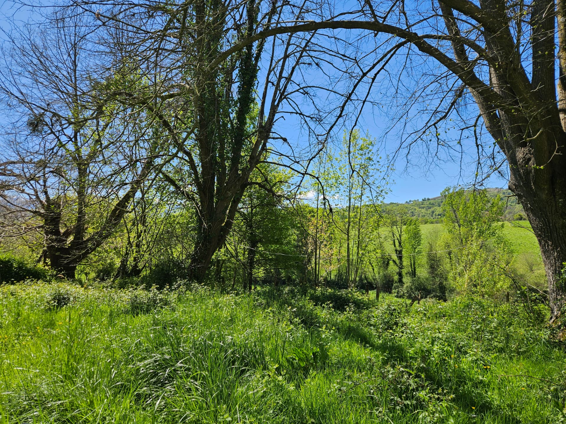 La prairie et les haies naturelles ouvertes sur les collines