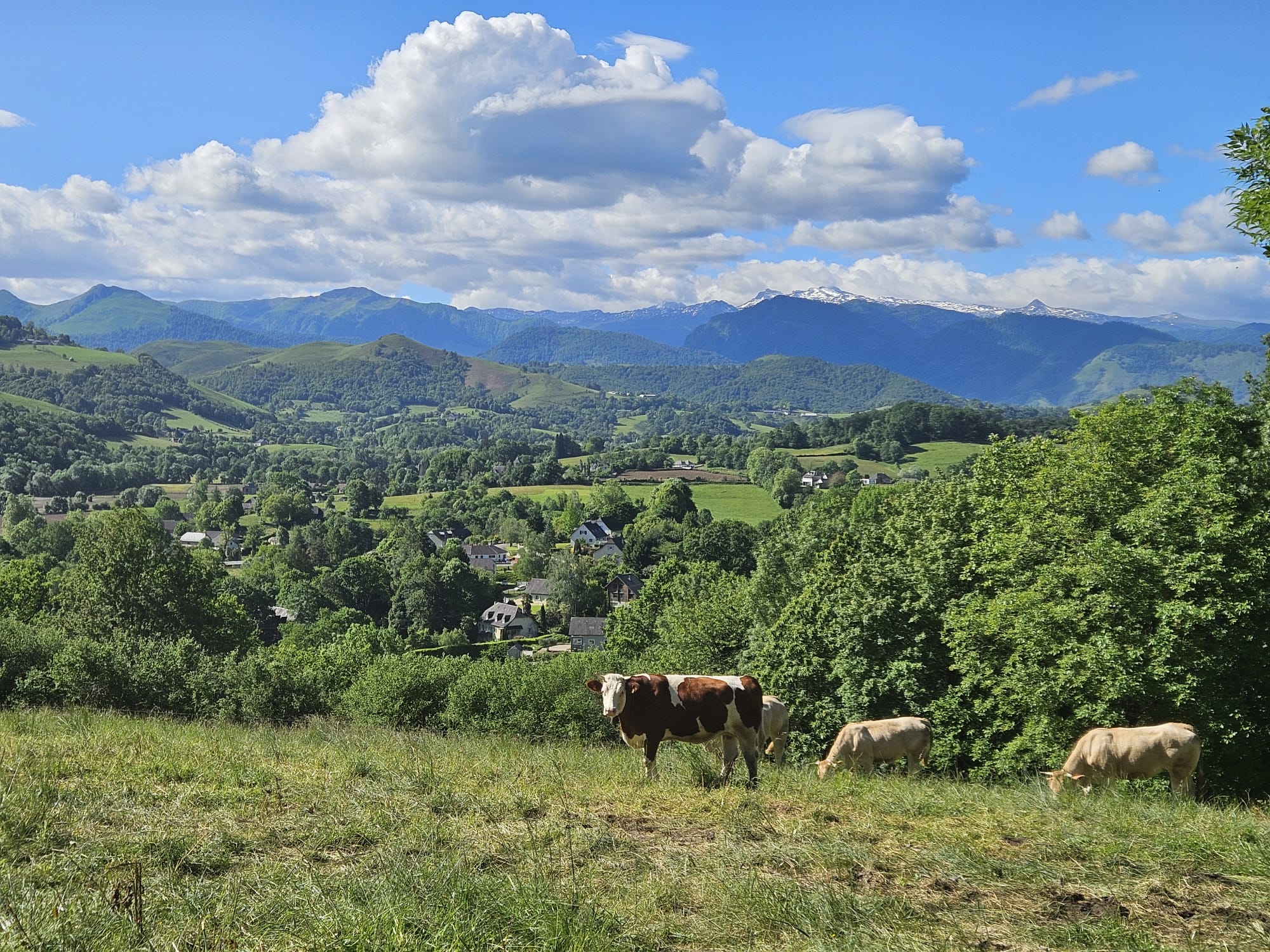 Le paysage des collines béarnaises face aux Pyrénées