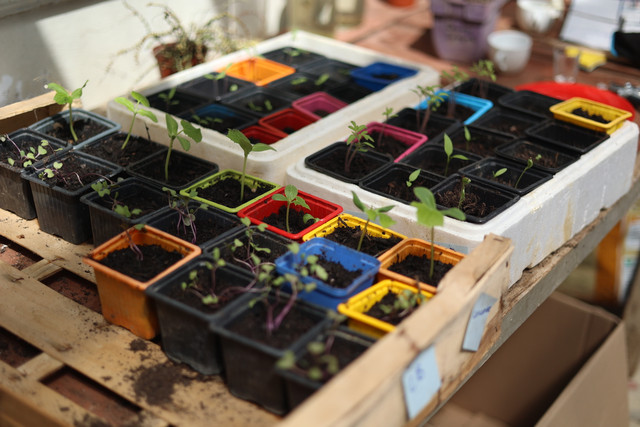 Semis et jeunes plants préparés au potager de Terres de Ciel